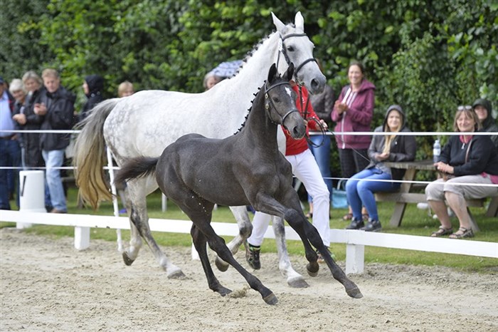 Hagrid Highland Park / Cassini II