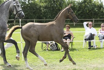 Nobolensky (Nabab de Reve / Cornet Obolensky) årets Springhingsteføl i DV reg 2 2011