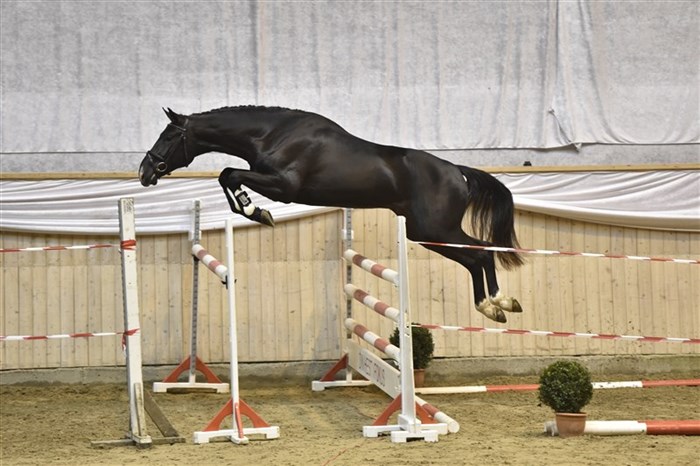 Highland Park (Favorit ask / Stakkato Gold) int. plac. Jennifer Fogh Pedersen