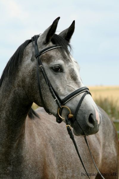Cordior (Cornet Obolensky / Dinard L)