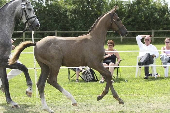 Nobolensky e. Nabab de reve / Cornet Obolensky
Solgt til Christian Wilmerskov