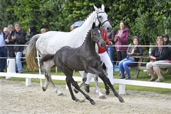 Hagrid (Highland Park / Cassini II) årets springbetonede hingsteføl i Ringsted 2016,  og finaleærespræmieføl ved eliteskur 2016